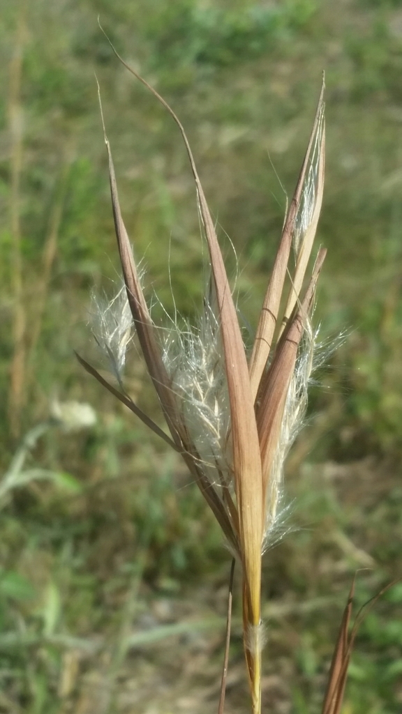 Elliott's Bluestem