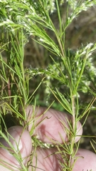 Eupatorium capillifolium image
