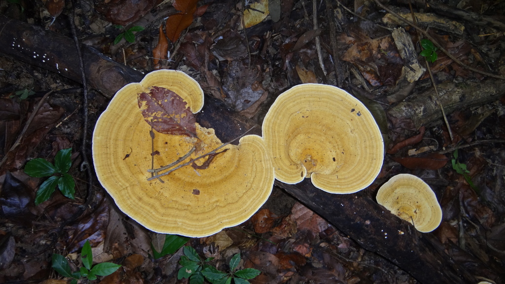 Trametes flavida
