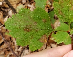 Crataegus marshallii