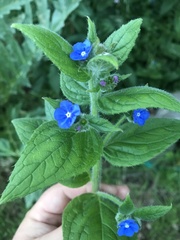 Pentaglottis sempervirens
