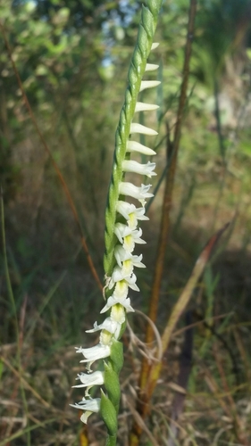Image of Spiranthes longilabris by (c) Jay Horn, some rights reserved (CC BY)