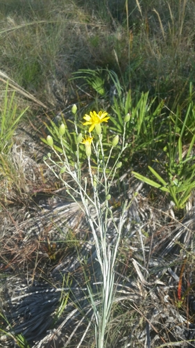 narrowleaf silkgrass (Pityopsis graminifolia)