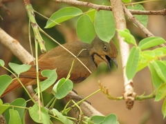 Cichladusa arquata