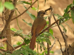 Cichladusa arquata