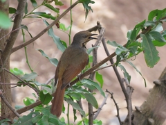 Cichladusa arquata
