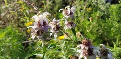 Monarda maritima