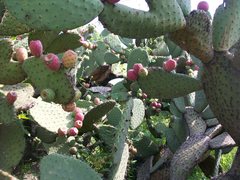 Opuntia hyptiacantha