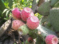 Opuntia hyptiacantha