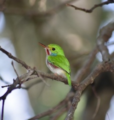Todus multicolor