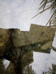 Gobiomorphus breviceps