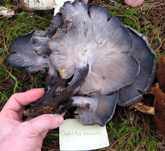Omphalotus mexicanus