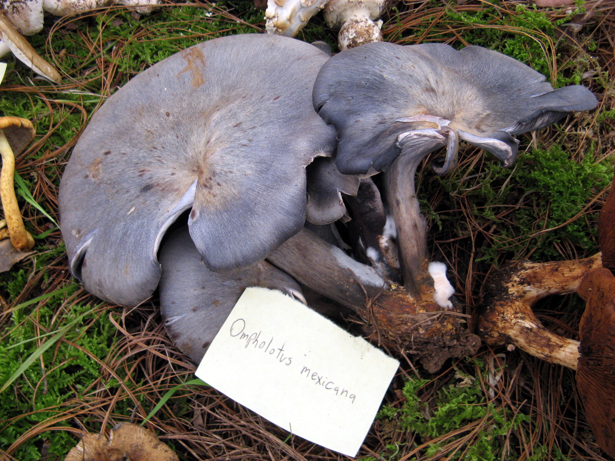 Omphalotus mexicanus image