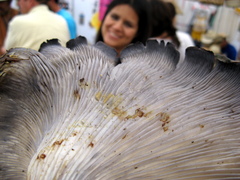 Omphalotus mexicanus