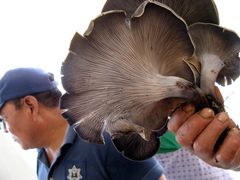 Omphalotus mexicanus