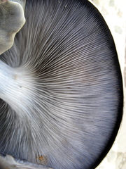 Omphalotus mexicanus