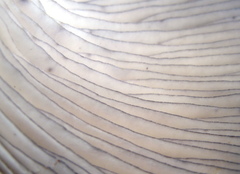 Omphalotus mexicanus