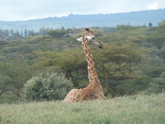 Giraffa camelopardalis rothschildi