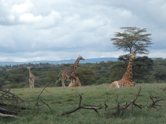 Giraffa camelopardalis rothschildi