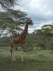 Giraffa camelopardalis rothschildi