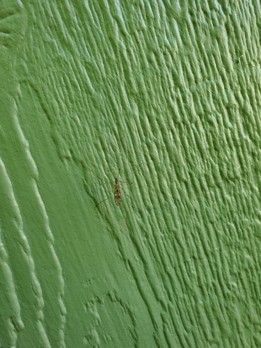 Unknown species found near Olympia, WA 98506, USA