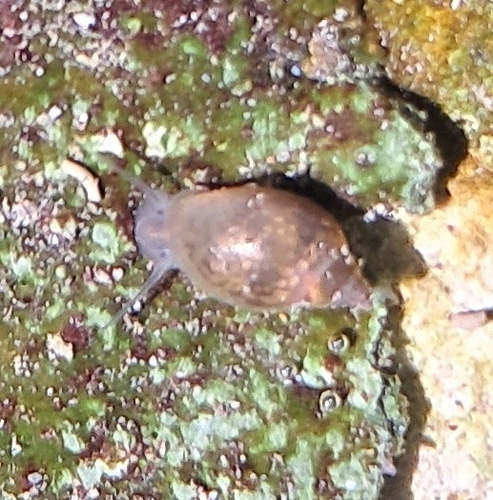 Acute Bladder Snail