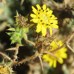 Centromadia parryi australis