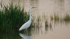 Ardea alba alba