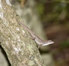 Anolis jubar oriens