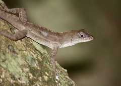 Anolis jubar oriens