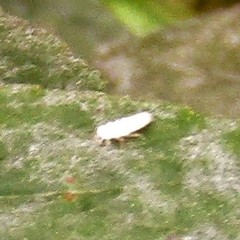 Psyllobora vigintimaculata