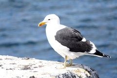Larus dominicanus
