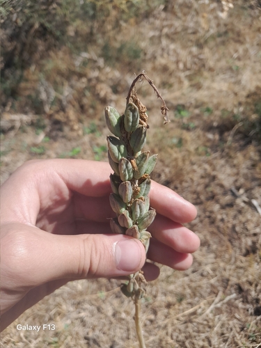 Drimia anthericoides