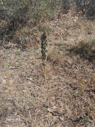 Drimia anthericoides