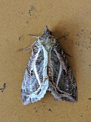 Eudocima materna