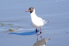 Chroicocephalus maculipennis
