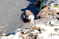 Passer domesticus