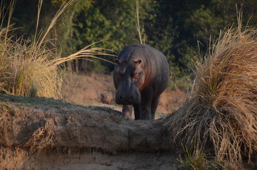 Common Hippopotamus