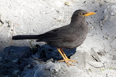 Turdus chiguanco