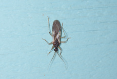 Reduviinae