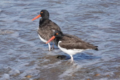 Haematopus palliatus