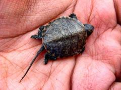 Emys orbicularis persica