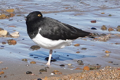 Haematopus leucopodus