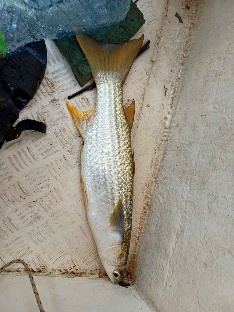 Diassanga Mullet
