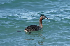 Podiceps major