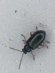 Lysathia ludoviciana