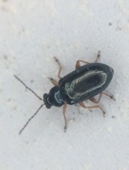 Lysathia ludoviciana