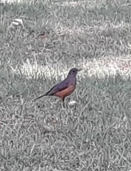 Turdus olivaceus