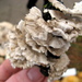 Trametes membranacea - Photo (c) Alan Rockefeller, alguns direitos reservados (CC BY), uploaded by Alan Rockefeller