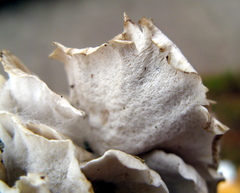 Trametes membranacea